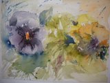 viole_del_pensiero
